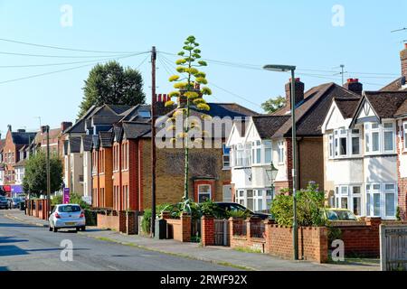 Une plante en fleurs Agave americana poussant dans un jardin avant de banlieue Shepperton Surrey Angleterre Royaume-Uni Banque D'Images