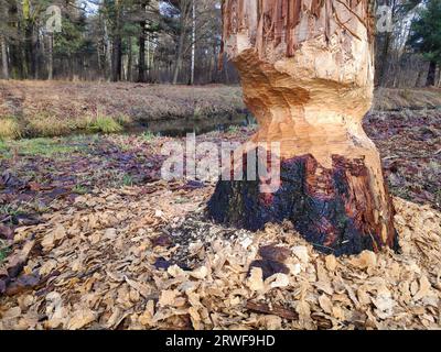 Castor endommagé un arbre à Swierklaniec, région de Silésie en Pologne. Banque D'Images