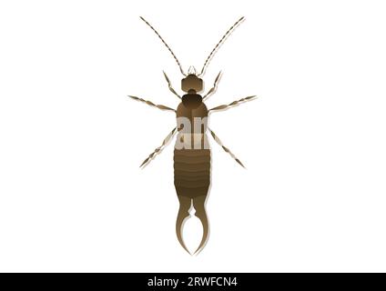 Earwig Vector Art isolé sur fond blanc Illustration de Vecteur