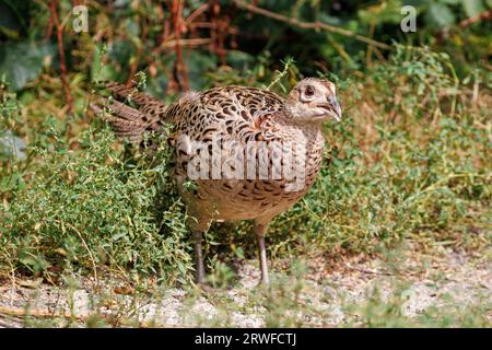 Faisan femelle, Phasianus colchicus, Sussex, Royaume-Uni Banque D'Images