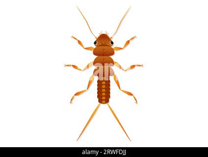 Stonefly Nymph Insect Art vectoriel isolé sur fond blanc Illustration de Vecteur