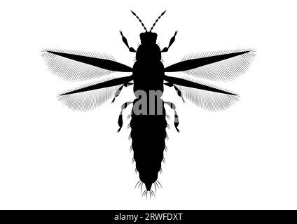 Vecteur de clipart d'insecte Thrips noir et blanc sur fond blanc Illustration de Vecteur