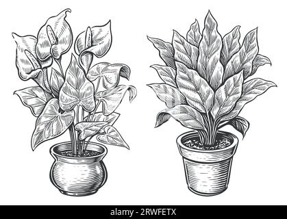 Croquis de plantes d'intérieur. Plantes d'intérieur, fleurs dans un pot dans le style de gravure. Illustration vectorielle vintage Illustration de Vecteur