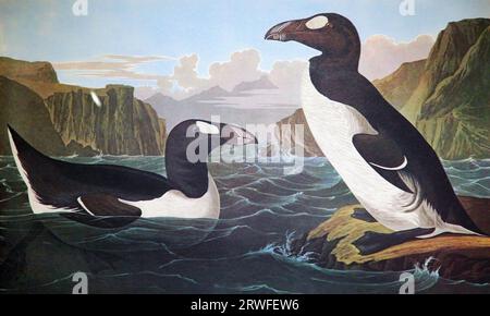 Great Auk de John James Audubon (1785-1851) extrait de ''The Birds of America' (1827-38) Banque D'Images