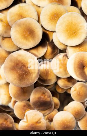 Une variété de champignons de l'espèce Psilocybe cubensis Argentina, caps. Vue d'en haut Banque D'Images