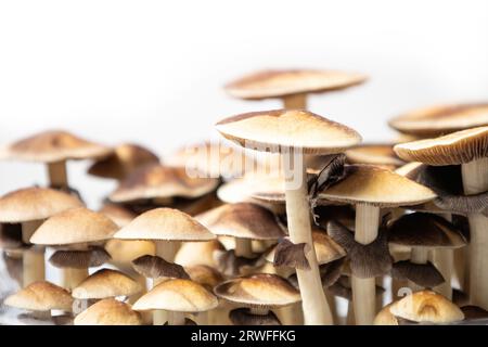 Beaucoup de champignons de l'espèce Psilocybe cubensis Argentine sur fond blanc. Banque D'Images