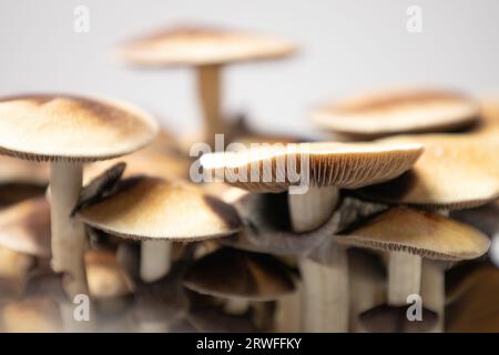 Beaucoup de champignons de l'espèce Psilocybe cubensis Argentine sur fond blanc. Banque D'Images