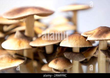 Beaucoup de champignons de l'espèce Psilocybe cubensis Argentine sur fond blanc. Banque D'Images