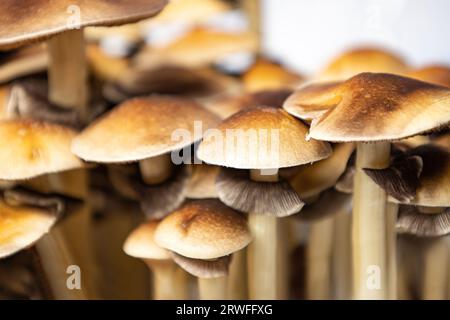 Beaucoup de champignons de l'espèce Psilocybe cubensis Argentine sur fond blanc. Banque D'Images