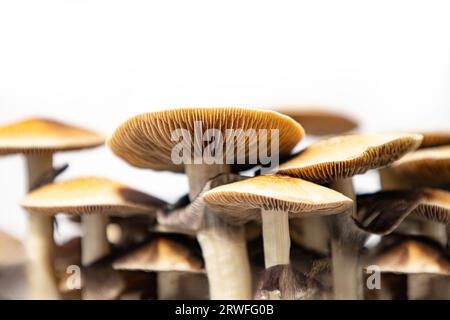 Beaucoup de champignons de l'espèce Psilocybe cubensis Argentine sur fond blanc. Banque D'Images