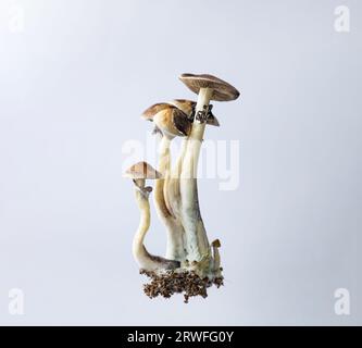 Beaucoup de champignons de l'espèce Psilocybe cubensis Argentine sur fond blanc. Banque D'Images