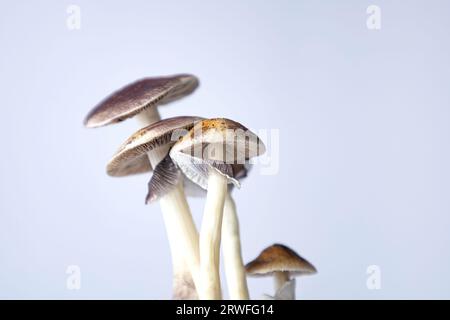 Beaucoup de champignons de l'espèce Psilocybe cubensis Argentine sur fond blanc. Banque D'Images