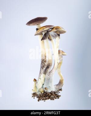 Beaucoup de champignons de l'espèce Psilocybe cubensis Argentine sur fond blanc. Banque D'Images