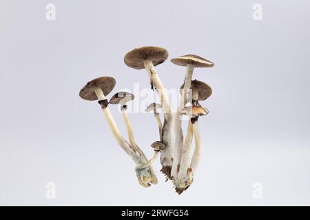 Beaucoup de champignons de l'espèce Psilocybe cubensis Argentine sur fond blanc. Banque D'Images