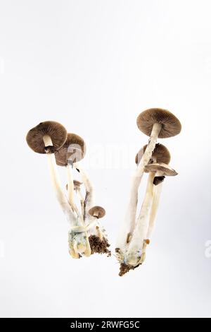 Beaucoup de champignons de l'espèce Psilocybe cubensis Argentine sur fond blanc. Banque D'Images