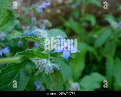 Sky Blue Borage 'Borago officinaliss' fleurs cultivées dans un jardin cottage anglais, Lancashire, Angleterre, Royaume-Uni. Banque D'Images