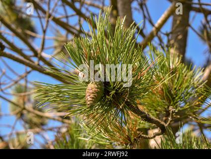 Une pomme de pin entourée d'aiguilles poussant sur un pin avec un ciel bleu en arrière-plan. Banque D'Images