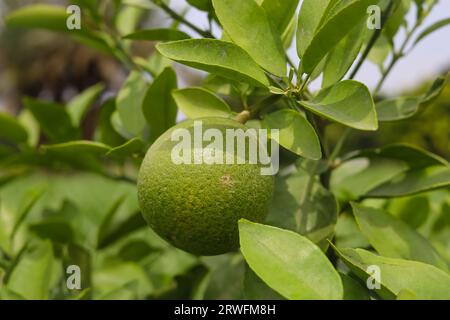 Gros plan de fruits pomelo vert accroché à Branch. Pomelo vert (Citrus grandis) les pomelos sont les plus grandes oranges fruitées. Ces fruits ont de la vitamine C. Banque D'Images