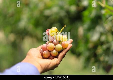 Gros plan de la grappe de raisins à portée de main. Un homme tenant une grappe de raisins en main. Jardin de raisins avec des raisins savoureux et déchirés. Concept de vendange Banque D'Images