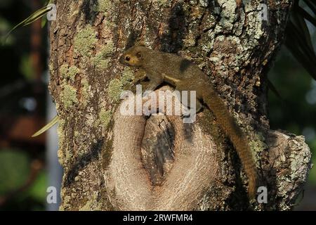 19 septembre 2023, Yogyakarta, région spéciale de Yogyakarta, Indonésie : un écureuil (Scandentia) a été vu sur un arbre à Yogyakarta. (Image de crédit : © Angga Budhiyanto/ZUMA Press Wire) USAGE ÉDITORIAL SEULEMENT! Non destiné à UN USAGE commercial ! Banque D'Images