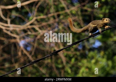 19 septembre 2023, Yogyakarta, région spéciale de Yogyakarta, Indonésie : un écureuil (Scandentia) vu marcher sur un câble à Yogyakarta. (Image de crédit : © Angga Budhiyanto/ZUMA Press Wire) USAGE ÉDITORIAL SEULEMENT! Non destiné à UN USAGE commercial ! Banque D'Images