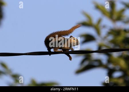 19 septembre 2023, Yogyakarta, région spéciale de Yogyakarta, Indonésie : un écureuil (Scandentia) vu marcher sur un câble à Yogyakarta. (Image de crédit : © Angga Budhiyanto/ZUMA Press Wire) USAGE ÉDITORIAL SEULEMENT! Non destiné à UN USAGE commercial ! Banque D'Images