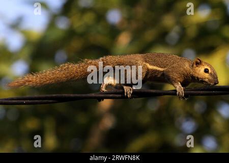19 septembre 2023, Yogyakarta, région spéciale de Yogyakarta, Indonésie : un écureuil (Scandentia) vu marcher sur un câble à Yogyakarta. (Image de crédit : © Angga Budhiyanto/ZUMA Press Wire) USAGE ÉDITORIAL SEULEMENT! Non destiné à UN USAGE commercial ! Banque D'Images
