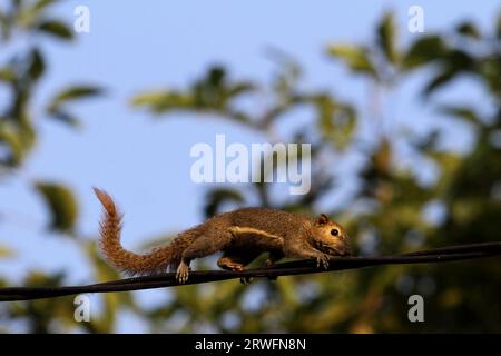 19 septembre 2023, Yogyakarta, région spéciale de Yogyakarta, Indonésie : un écureuil (Scandentia) vu marcher sur un câble à Yogyakarta. (Image de crédit : © Angga Budhiyanto/ZUMA Press Wire) USAGE ÉDITORIAL SEULEMENT! Non destiné à UN USAGE commercial ! Banque D'Images