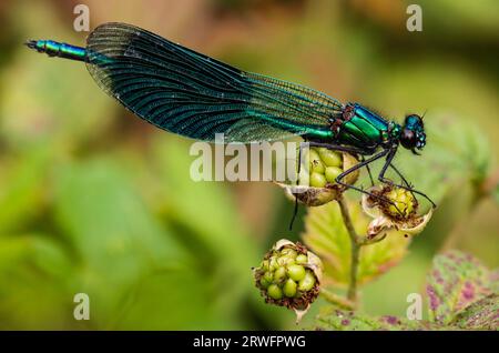 Mâle de la belle demoiselle, Calopteryx vierge Banque D'Images