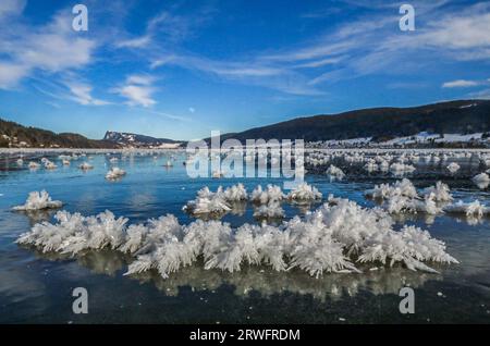 Fleurs givrées sur le lac de Joux, Jura suisse Banque D'Images