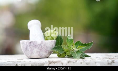 Ashwagandha racine sèche herbe médicinale avec des feuilles fraîches, également connu sous le nom de Withania Somnifera, Ashwagandha, Ginseng indien, baies de poison, ou Che d'hiver Banque D'Images