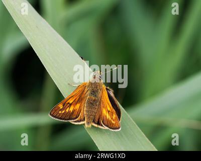 European large Skipper Butterfly (Ochlodes venata) adulte reposant sur un brin d'herbe, Norfolk, Angleterre, juillet, Banque D'Images