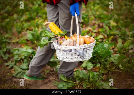 femme récolte des légumes dans le panier pour les clients. produits écologiques de la ferme à la table Banque D'Images