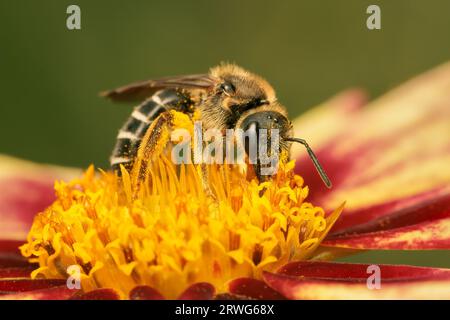 Petite abeille de sillon à pattes oranges recueillant le pollen dans une fleur de coreopsis avec fond flou et espace de copie Banque D'Images