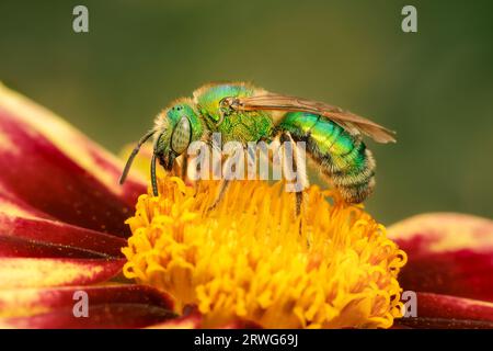 petite abeille sudoricole verte recueillant le pollen dans une fleur de coreopsis avec fond flou et espace de copie Banque D'Images