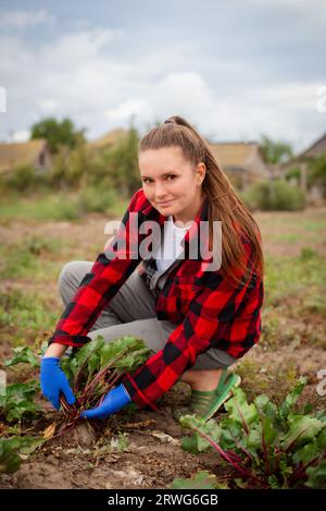 une agricultrice qui travaille dur récolte des betteraves dans les champs. petite ferme écologique avec des produits sains Banque D'Images