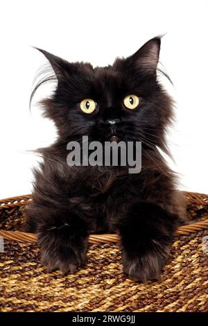 Chat noir doux est assis dans un panier sur un fond blanc Banque D'Images