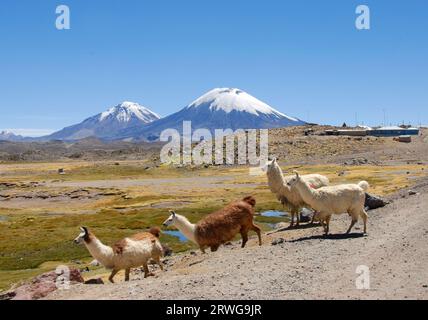 lamas dans le parc national de Lauca, Chili Banque D'Images