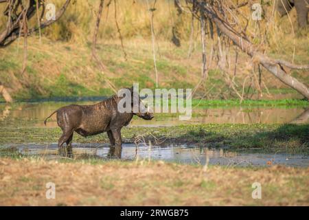 Le phacochoerus africanus (Phacochoerus africanus) se trouve dans l'eau dans de belles zones humides, marais. Cours inférieur du fleuve Zambèze, Zambie, Afrique Banque D'Images