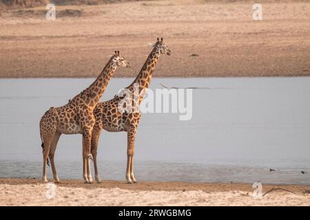Girafes (Giraffa camelopardalis thornicroft), promenade le long de la rivière Luangwa. Parc national de South Luangwa, Zambie, Afrique Banque D'Images