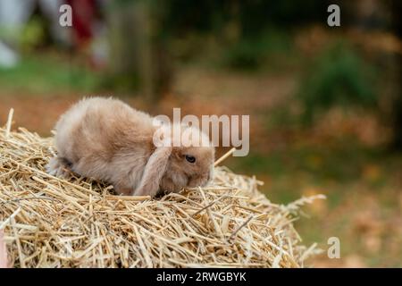 Un joli lapin de renard repose sur du foin doré Banque D'Images