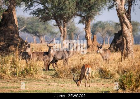 Groupe de waterbucks (Kobus ellipsiprymnus) se réunissent dans le cadre magnifique dans la nature sauvage africaine. Parc national du Bas-Zambèze, Zambie Banque D'Images