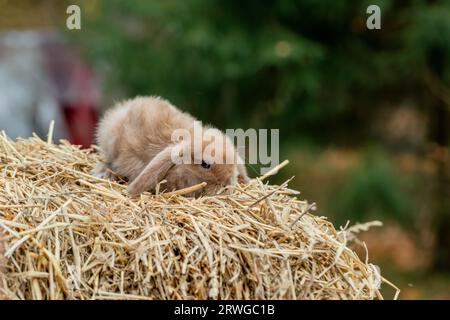 Un joli lapin de renard repose sur du foin doré Banque D'Images