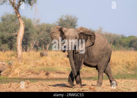 Éléphant (Loxodonta africana) fausse charge et donnant un regard en colère. Parc national du Bas-Zambèze, Zambie Banque D'Images