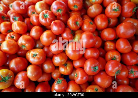 Beaucoup de tomates cultivées bio sur le marché de la ville. Banque D'Images