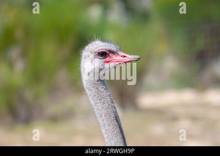 Portrait intime, profondeur dans son regard. Curiosité et émerveillement dans l'oiseau unique de la nature sans vol. Exotique et captivant Banque D'Images