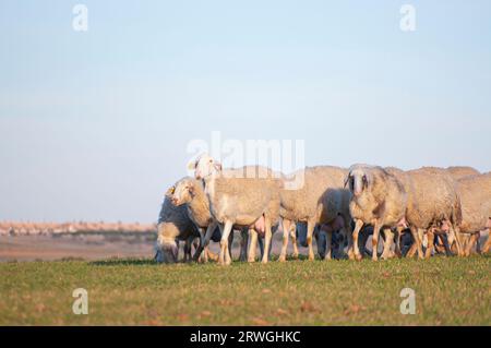 Troupeau de moutons blancs paissant sous le chaud soleil espagnol. Collines, oliviers au loin, essence de l'Espagne rurale. Banque D'Images