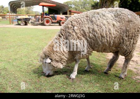 Moutons pâturant à la ferme avec tracteur en arrière-plan Banque D'Images