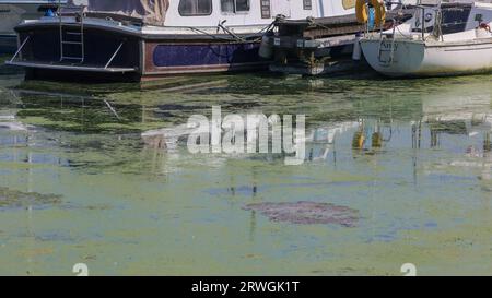 Weed festooned Lough Neagh. Bateaux à Kinnego marina avec forte croissance des mauvaises herbes et floraison des algues sur Lough Neagh 2023. Banque D'Images