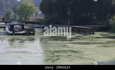 Weed festooned Lough Neagh. Bateaux à Kinnego marina avec forte croissance des mauvaises herbes et floraison des algues sur Lough Neagh 2023. Banque D'Images